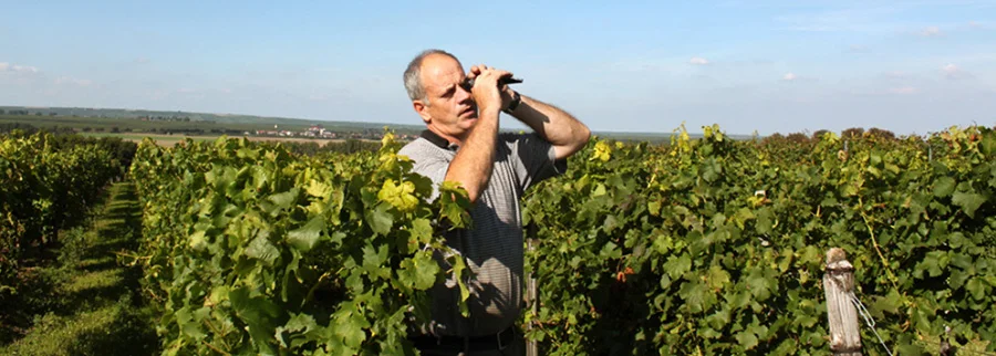 Arbeiten im Weinberg Weinlese