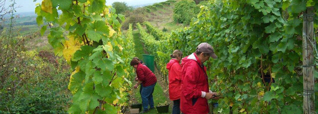 IMG1__0001_Peth-Winzer-2