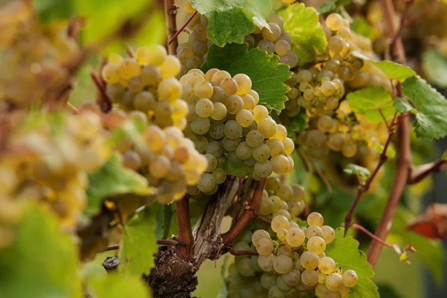 Nahaufnahme Weinrebe