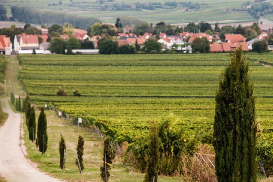 Weinlagen Weingut Peth