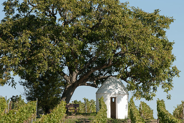 Flo__rsheim_Dalsheim-14