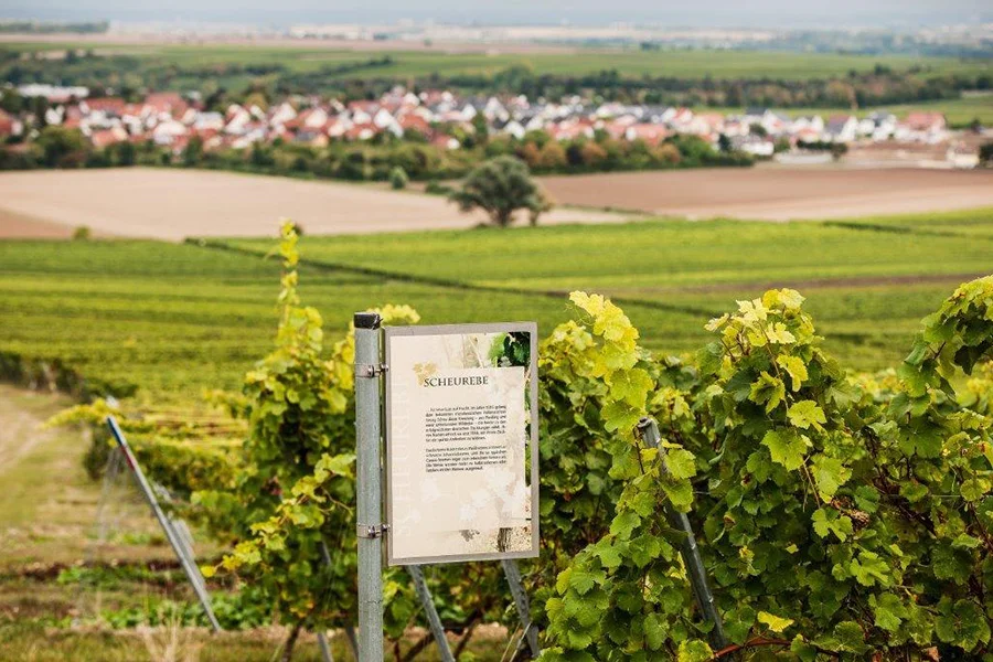 Scheurebe und Landschaft