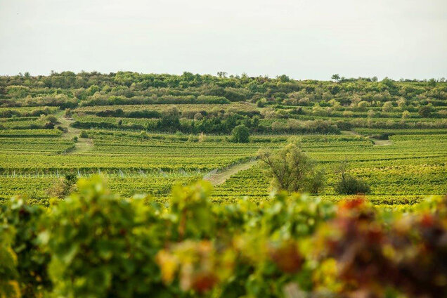 IMG1__0003_Landschaft_4