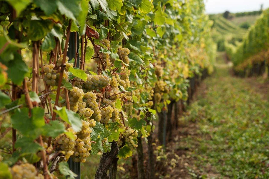 Weinreben