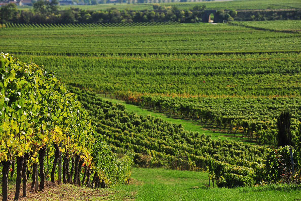 Flörsheim‑Dalsheim Aussicht Weinreben