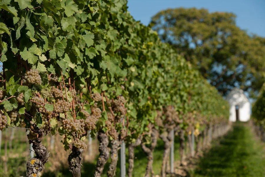 Weinreben