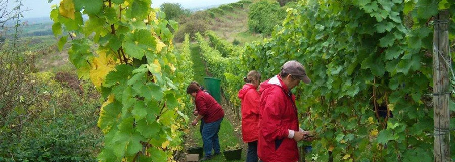 Arbeiten im Weinberg Weinlese